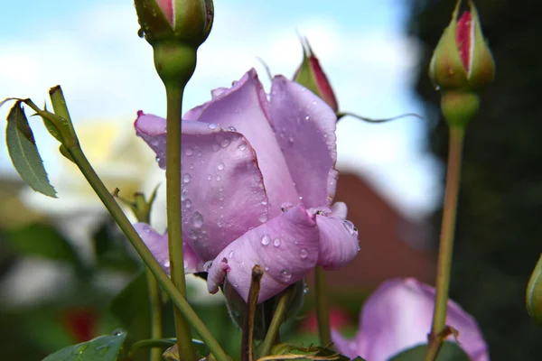 Lilac Rose Blossoms Opening Rose Buds Water Drops Petals Beautiful — Stock Photo, Image