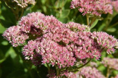 Pembe Renkli Sarkık Çiçek Bahçede Çiçek Açıyor