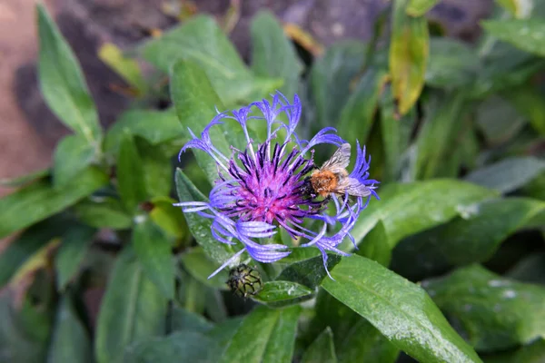 Abejorro Revoloteando Sobre Una Flor Púrpura Primer Plano —  Fotos de Stock