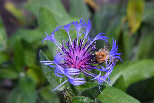 Abejorro Revoloteando Sobre Una Flor Púrpura Primer Plano —  Fotos de Stock