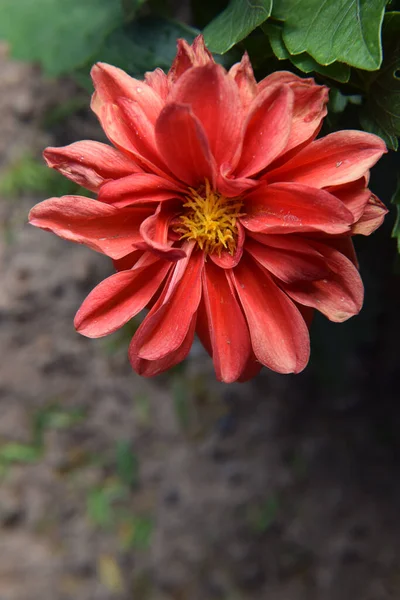 Flor Roja Marchita Arbusto Jardín —  Fotos de Stock