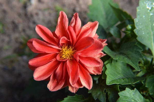 Μαραίνοντας Κόκκινο Λουλούδι Ένα Θάμνο Στον Κήπο — Φωτογραφία Αρχείου