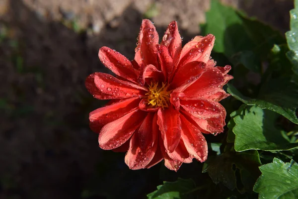 Welke Rote Blume Auf Einem Busch Garten — Stockfoto