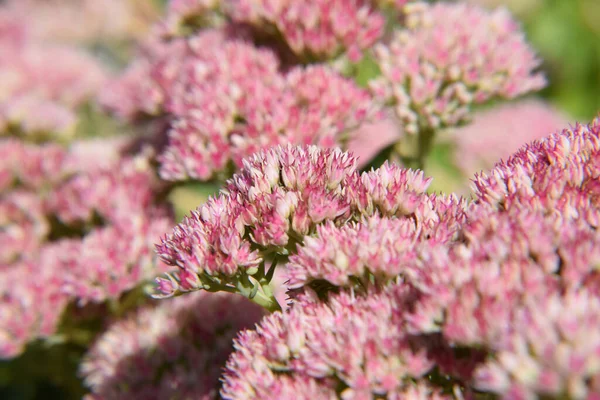 Fleur Shubbery Couleur Rose Fleurissant Dans Jardin — Photo