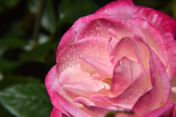 Rosa Rosa Flor Com Gotas Água Nas Pétalas Jardim Bonito — Fotografia de Stock