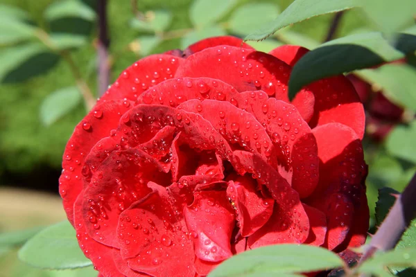 Red Rose Blossom Water Drops Petals Beautiful Garden — Stock Photo, Image