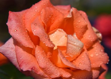 Yaprakların üzerindeki su damlalarıyla portakal gülü çiçekleri - Güzel Bahçe