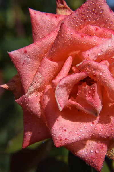 Rosa Coral Con Gotas Agua Los Pétalos Hermoso Jardín —  Fotos de Stock