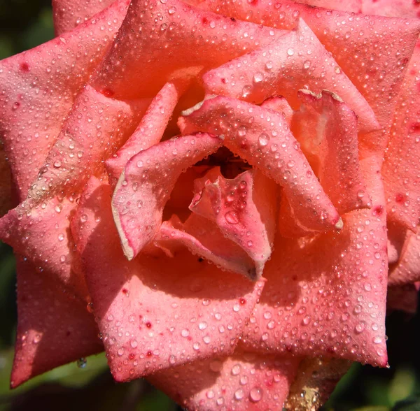 Korall Rose Blossom Med Vatten Droppar Kronbladen Vacker Trädgård — Stockfoto