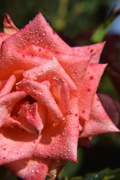 Coral Rose Blossom Con Gocce Acqua Sui Petali Bellissimo Giardino — Foto Stock