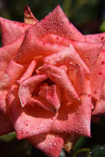 Rosa Coral Con Gotas Agua Los Pétalos Hermoso Jardín —  Fotos de Stock