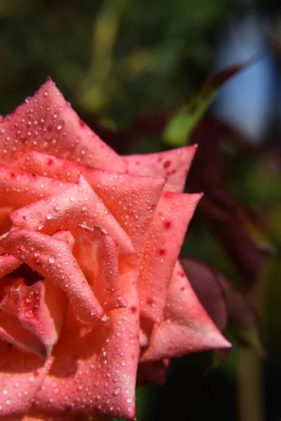 Rosa Coral Con Gotas Agua Los Pétalos Hermoso Jardín —  Fotos de Stock
