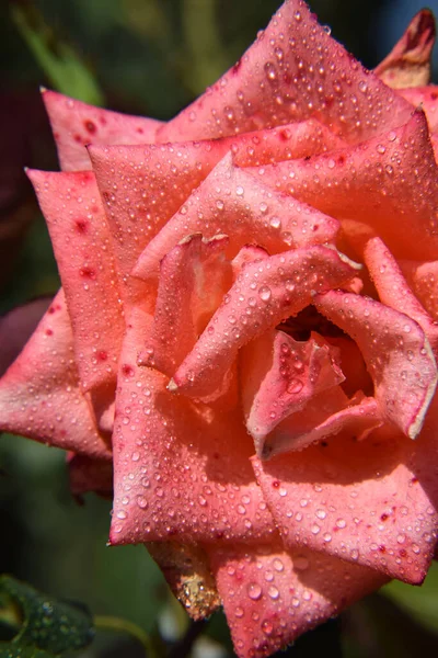 Rosa Coral Con Gotas Agua Los Pétalos Hermoso Jardín —  Fotos de Stock