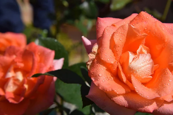Orange Rose Blossoms Water Drops Petals Beautiful Garden — Stock Photo, Image