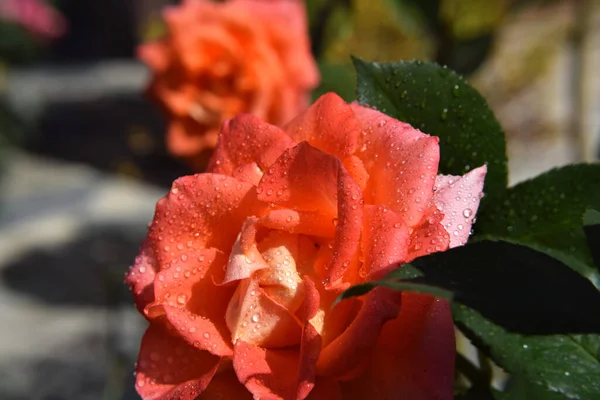 Orange Ros Blommor Med Vatten Droppar Kronbladen Vacker Trädgård — Stockfoto