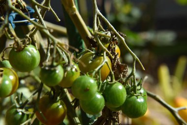 Kendi Bahçenizde Domates Yetiştirmek - Çevre ve Sağlıklı Yemek