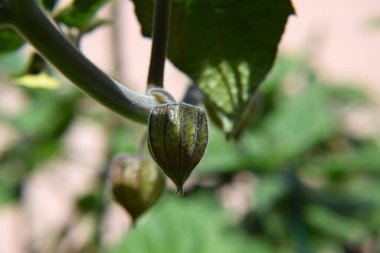 Physalis Fruit Bush 'ta büyüyor.