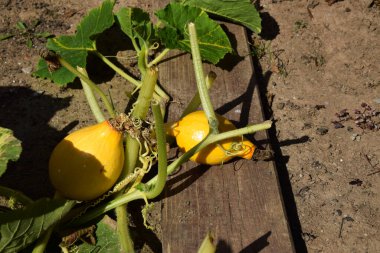 Yetiştirilebilir Kabaklar Bahçede