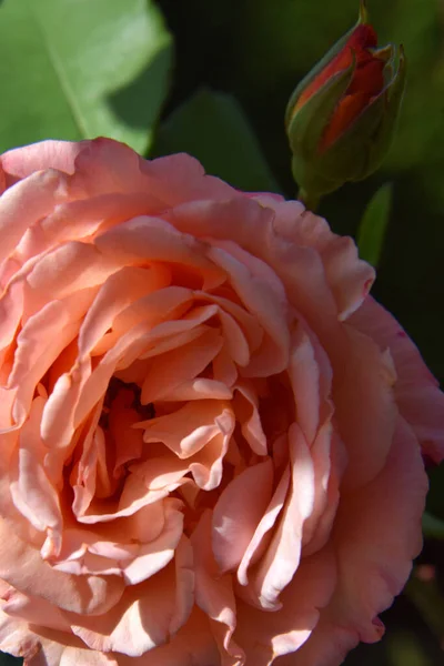Rosafarbene Rosenblüte Mit Wassertropfen Auf Den Blütenblättern Schöner Garten — Stockfoto