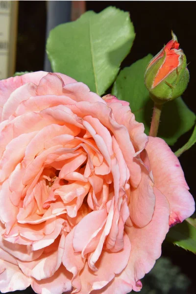 Rosa Fiori Rosa Con Gocce Acqua Sui Petali Bellissimo Giardino — Foto Stock