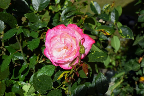 Rosa Rosa Flor Con Gotas Agua Los Pétalos Hermoso Jardín — Foto de Stock