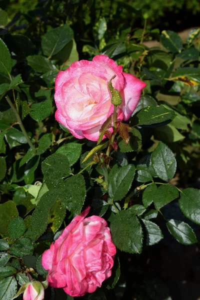 Pembe Gül Çiçeği Yaprakların Üzerinde Damlaları Güzel Bahçe — Stok fotoğraf