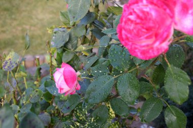 Pembe Gül Çiçeği ve Yaprakların Üzerinde Su Damlaları - Güzel Bahçe