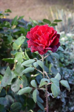 Yaprakların üzerindeki su damlalarıyla Kırmızı Gül Çiçeği Güzel Bahçe