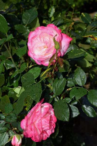 Rosa Rosa Flor Con Gotas Agua Los Pétalos Hermoso Jardín — Foto de Stock