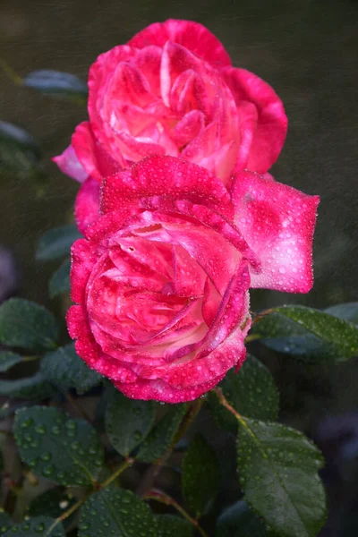 Różowy Kwiat Róży Kroplami Wody Płatkach Piękny Ogród — Zdjęcie stockowe