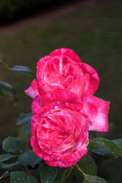 Różowy Kwiat Róży Kroplami Wody Płatkach Piękny Ogród — Zdjęcie stockowe