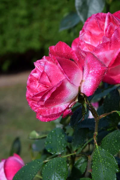 Rosa Rosa Flor Con Gotas Agua Los Pétalos Hermoso Jardín —  Fotos de Stock