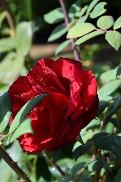 Rosa Roja Con Gotas Agua Los Pétalos Hermoso Jardín — Foto de Stock
