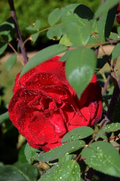 Rosa Roja Con Gotas Agua Los Pétalos Hermoso Jardín —  Fotos de Stock