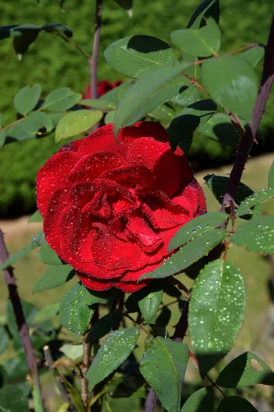 Красные Розы Лепестках Газета Труд — стоковое фото