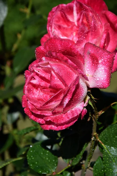 Rosa Rosa Flor Con Gotas Agua Los Pétalos Hermoso Jardín —  Fotos de Stock