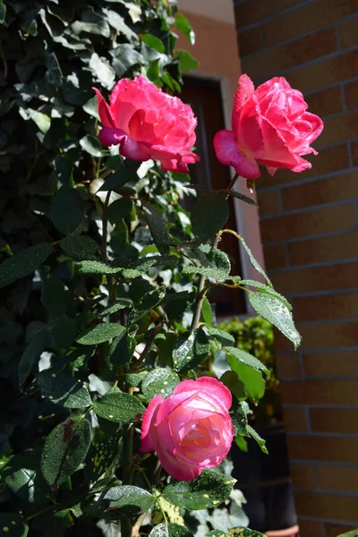 花びらに水滴のあるピンクのバラの花 美しい庭 — ストック写真