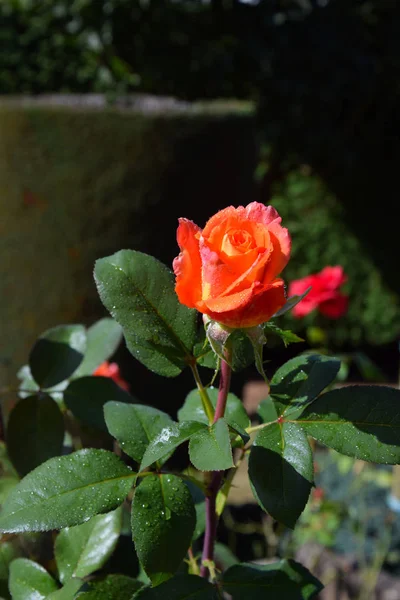 Flores Rosa Naranja Con Gotas Agua Los Pétalos Hermoso Jardín — Foto de Stock