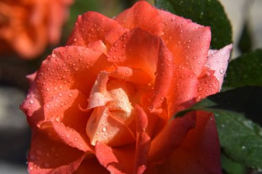 Yaprakların üzerindeki su damlalarıyla portakal gülü çiçekleri - Güzel Bahçe