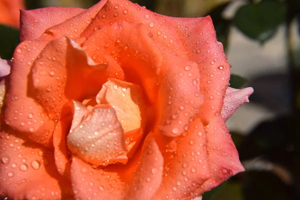 Flores Rosa Naranja Con Gotas Agua Los Pétalos Hermoso Jardín —  Fotos de Stock