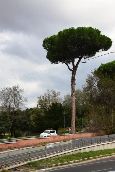 Árvores Italianas Parque Villa Borghese Roma — Fotografia de Stock