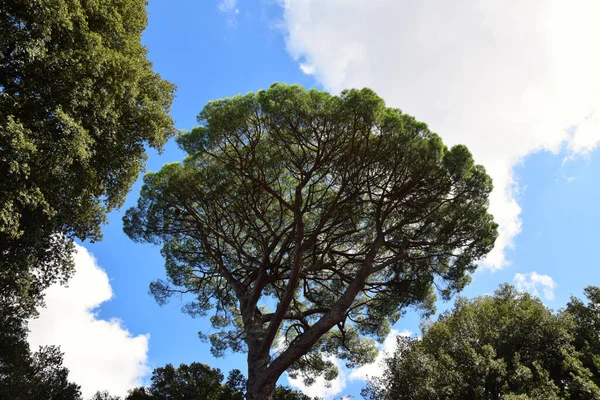 Italian Trees Villa Borghese Park Rome Italy — Stock Photo, Image