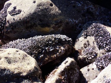 Kaliforniya kıyısında taşları yıkadı.