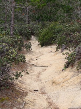 Kum Yolu, Kaliforniya 'daki Yeşil Bölge, ABD