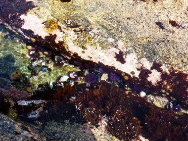 Kaliforniya 'daki Stone Beach, Kısaltılmış sulardaki Sahil Kayalıkları 1nci Otoyol boyunca yapılan keşif gezisi     