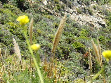 Yüksek ve pürüzlü uçurumlarıyla Kaliforniya Sahil Hattı - 1nci Karayolu Keşif Yolu