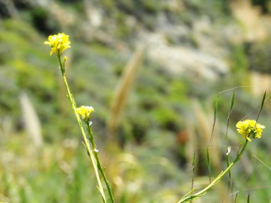 Yüksek ve pürüzlü uçurumlarıyla Kaliforniya Sahil Hattı - 1nci Karayolu Keşif Yolu
