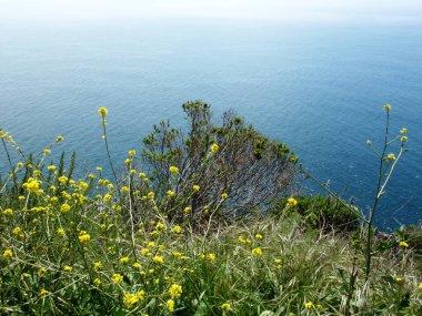Yüksek ve pürüzlü uçurumlarıyla Kaliforniya Sahil Hattı - 1nci Karayolu Keşif Yolu