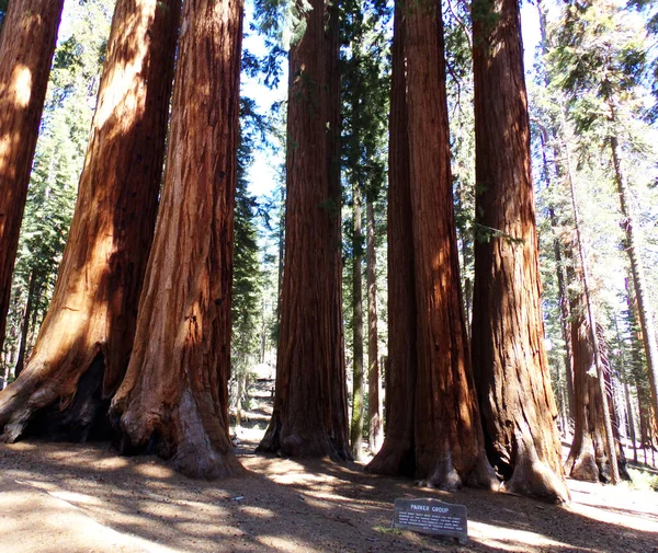 美国加利福尼亚红杉国家公园 红杉树 — 图库照片