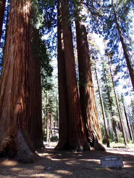 Park Narodowy Sequoia Kalifornia Usa Drzewo Czerwonego Lasu — Zdjęcie stockowe